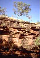 White gum on cliffside