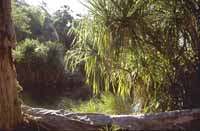 Pool and pandanus