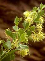 Holly leaf grevillea