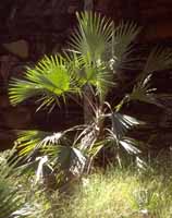 Livistona palm