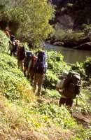 Pushing through the scrub by the river