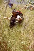 Walking through sticky spinifex
