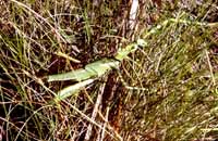 Stick insect about 15 cm long
