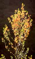 Small tree in the late afternoon sun