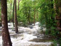 Baroalba Creek in Flood