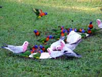 Feeding Frenzy