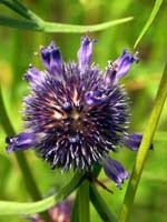Wildflower
