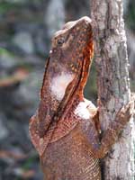 Frillneck lizard
