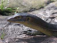 Granddaddy Goanna