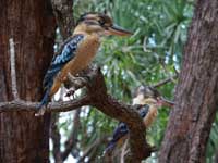 Blue winged kookaburra