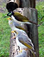 Miners and honeyeater