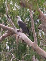 White bellied sea eagle
