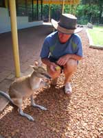 Agile wallaby and friend