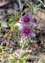 Boronia, photo J Mayze