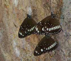 Forest butterflies