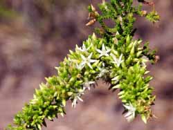 Calytrix achaeta
