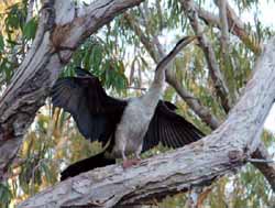 Darter