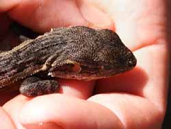 Dragon lizard