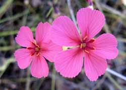 Wild flower, photo J Mayze