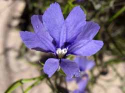 Unknown wildflower, photo J Mayze