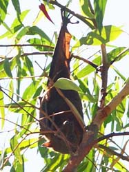 Flying fox