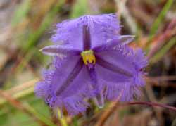 Fringed Lily, photo J Mayze