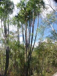 Multi-trunked gronophylum palms