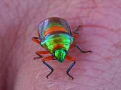 Jewel beetle