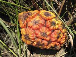 Pandanus fruit, photo J Mayze