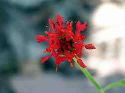 Pimelea punicea