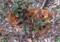 Monsoon forest ant nests, photo J Mayze