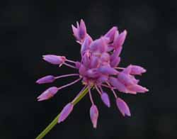Sowerbaea alliacea