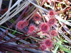 Sundew
