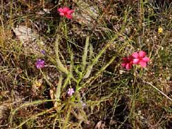 Sundew flower