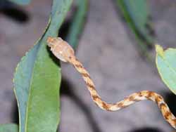 Tree snake