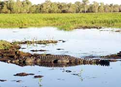 Estaurine croc, photo J Mayze