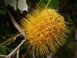 Banksia dentata, our only banksia