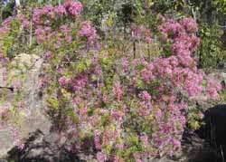 Turkey bush, photo J Mayze