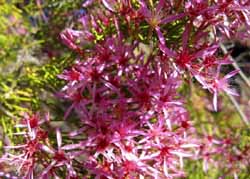 Turkey bush close up, photo J Mayze