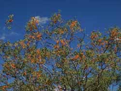 Darwin woollybutt, Eucalyptus miniata