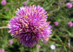Gomphrena canescens, photo J Mayze