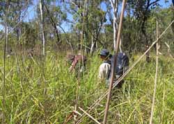 Grass like this presents a bit of a challenge, photo J Mayze