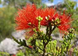 Regelia punicea, photo J Mayze