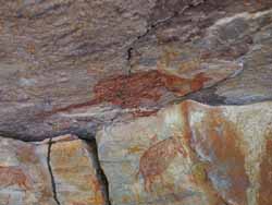 Wallaby painting