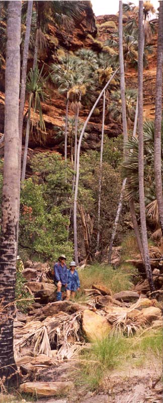Palm Valley, photo Karen Sheedy