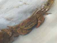 Freshwater crabs