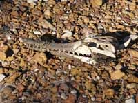 Freshwater croc skull, about 30 cm long
