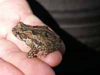 A frog in the hand....