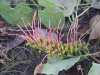 Grevillea goodii