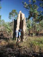 Cathedral type termite mound